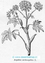 Engelwortel (angelica archangelica)